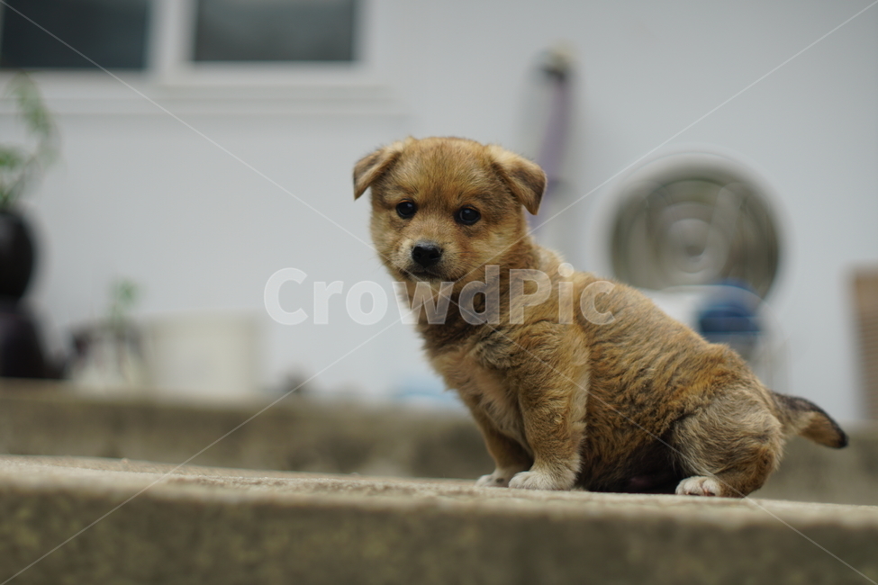 숏다리,새끼,강아지,멍멍이,개,dog,mammal,동물,pet,똥강아지,댕댕이,귀요미,cute,puppy,동물,animal,포유류,mammal,개,강아지,dog,doggy
