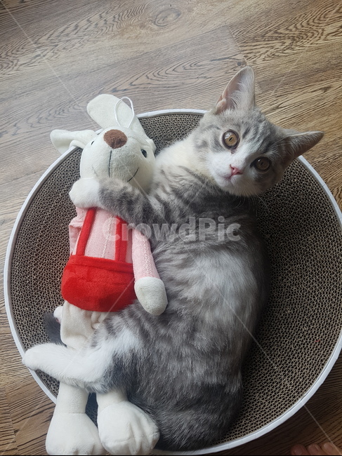 토끼인형,고양이,나른한오후,연애,보호본능,동물,animal,포유류,mammal,고양이,cat,kitten,kitty