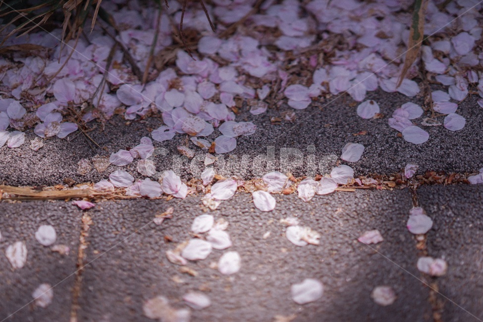 벚꽃,봄,spring,꽃,사쿠라,꽃잎