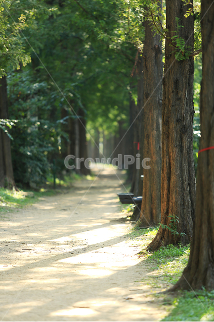 길,메타세콰이어,숲길,road,tree,forest,자연,풍경,nature,landscape,식물,plants,나무,trees,wood,tree trunk,나무 줄기,plant