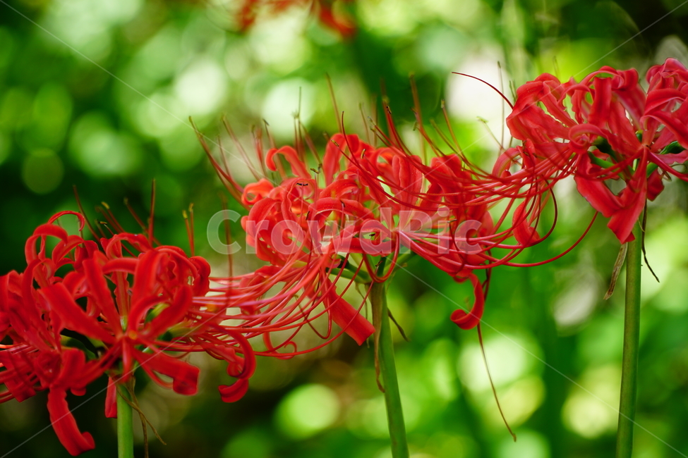 꽃무릇,꽃,식물,플라워,flower,자연,nature,plants,9월,가을,fall,autumn,september,꽃밭,화단,closeup,접사,매크로,마크로,macro,꽃사진,가을꽃,식물,자연,plants,nature,꽃,flower