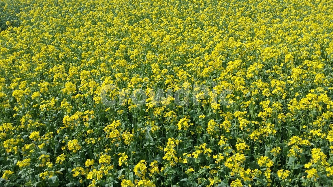 유채꽃,rapeflower,yellow,하중도,plant,flower,식물,자연,plants,nature,꽃,flower