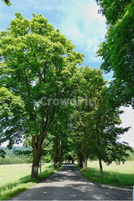 자연,나무,풍경,Tree,Nature,Landscape,Scenery,체코,여행,자연,풍경,nature,landscape,휴식,힐링,rest,relaxation,healing,tree,plant,식물,tree trunk,나무 줄기