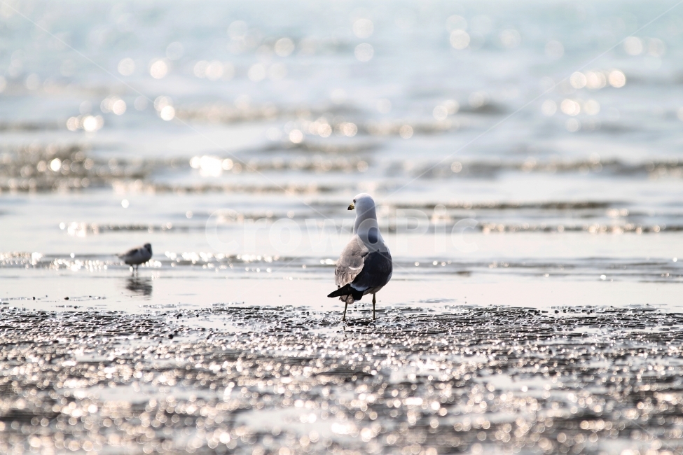 바다,갈매기,새,파도,빛,자연,감성,해변,바다,beach,sea,동물,animal,조류,새,birds,휴식,힐링,rest,relaxation,healing