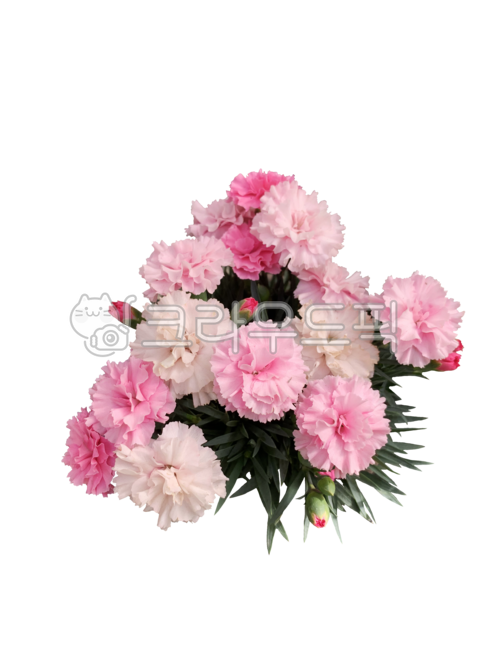 Mothers Day Flowers,In May,May symbol,carnation,May symbol flower,flowerbouquet,Flower Nokki,spring flowers,spring,fresh flowers,Teachers Day symbol,Fresh flowers,Teachers Day Flowers,flowerarrangement,bunch of carnations,flower png,Teachers day,family mo