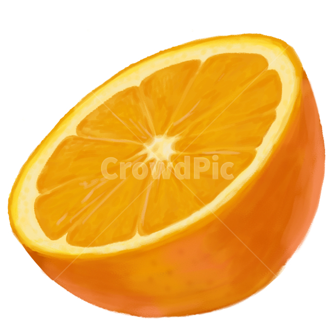 orange,citrusfruit,mandarin,citrus fruits,fruit,orange painting,Orange illustration,Orange,tangerines