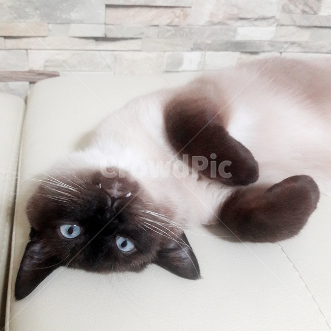 고양이,샴고양이,반려묘,식빵냥,샴발리니즈,동물,animal,포유류,mammal,고양이,cat,kitten,kitty