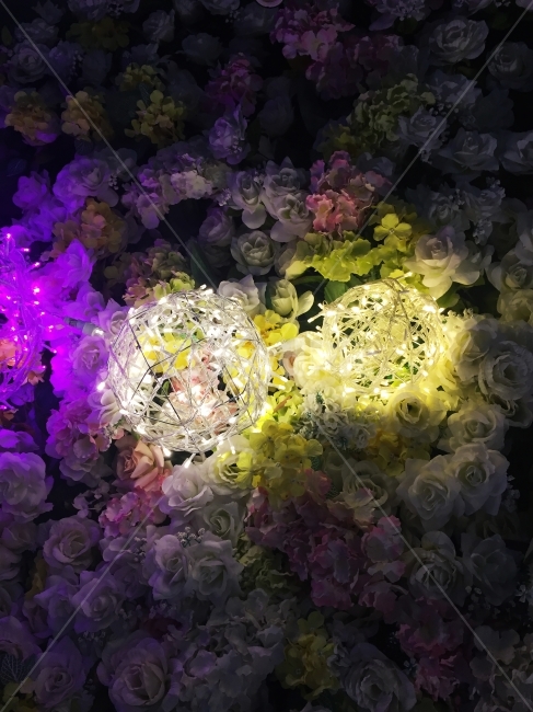 꽃,전구,대비,불빛,꽃밭,꽃,flower