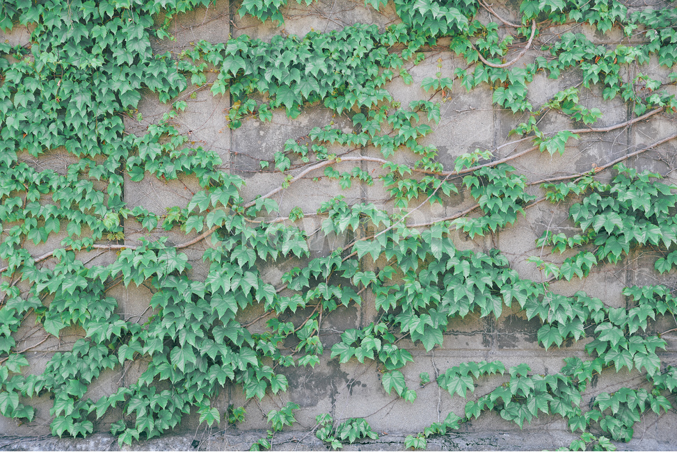 담,담벼락,넝쿨,담쟁이,담쟁이넝쿨,식물,배경,여름,녹색,초록,wall,plant,background,green,grass,식물,자연,plants,nature