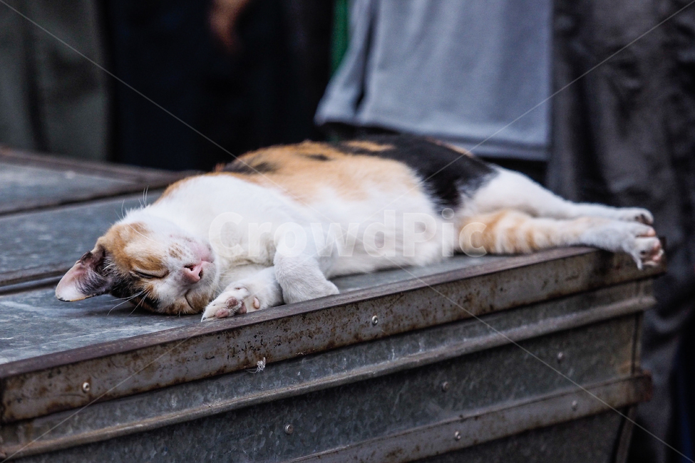 태국,고양이,낮잠,thailand,cat,sleepingcat,동물,animal,포유류,mammal,고양이,cat,kitten,kitty