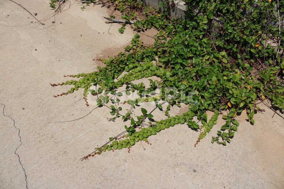 식물,담쟁이넝쿨,넝쿨,초록,plants,shokubutsu,green,midori,여름,summer,natsu,식물,자연,plants,nature