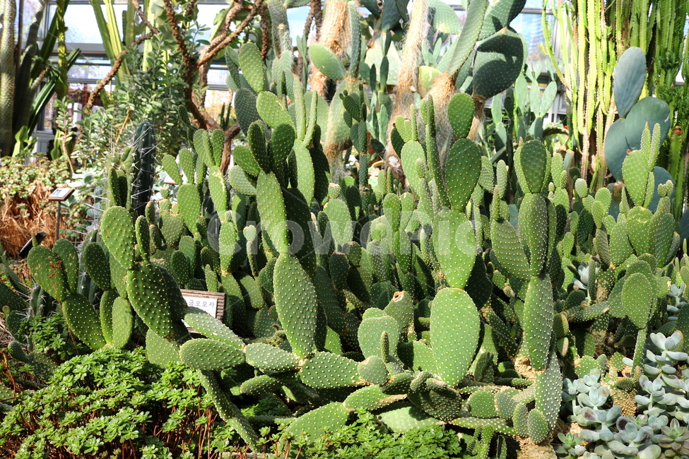 선인장,금오모자,다육식물,식물,자연,식물,자연,plants,nature
