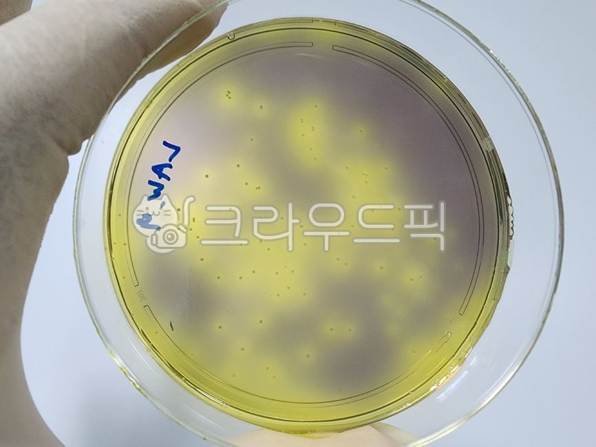 미생물,성장,배지,세균,유산균,배양,관찰