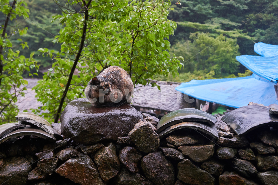 고양이,비,처량,야생,기왓장,숲속,자연,나무,돌,돌담,동물,야생동물,동물,animal,포유류,mammal,고양이,cat,kitten,kitty