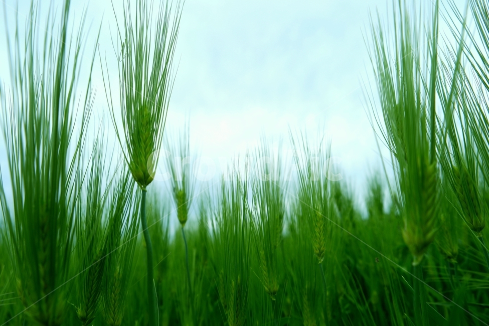 청보리,plant,식물,봄,보리,자연,하늘,식물,자연,plants,nature