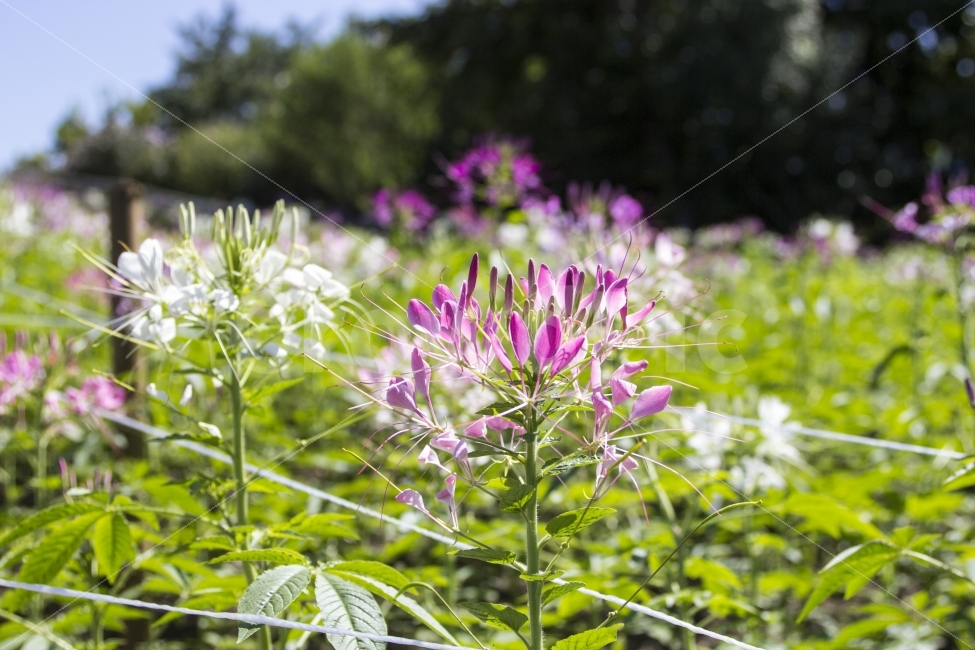 꽃,flower,들꽃마루,올림픽공원,아름다움,beautiful,식물,자연,plants,nature,꽃,flower