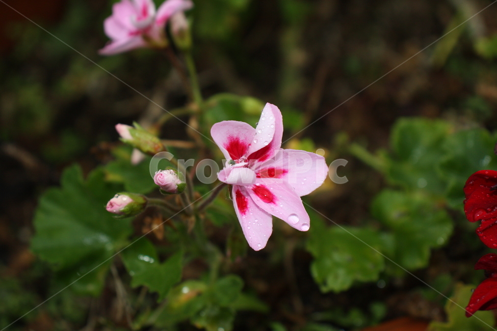 꽃,flower,palnt,식물,자연,nature