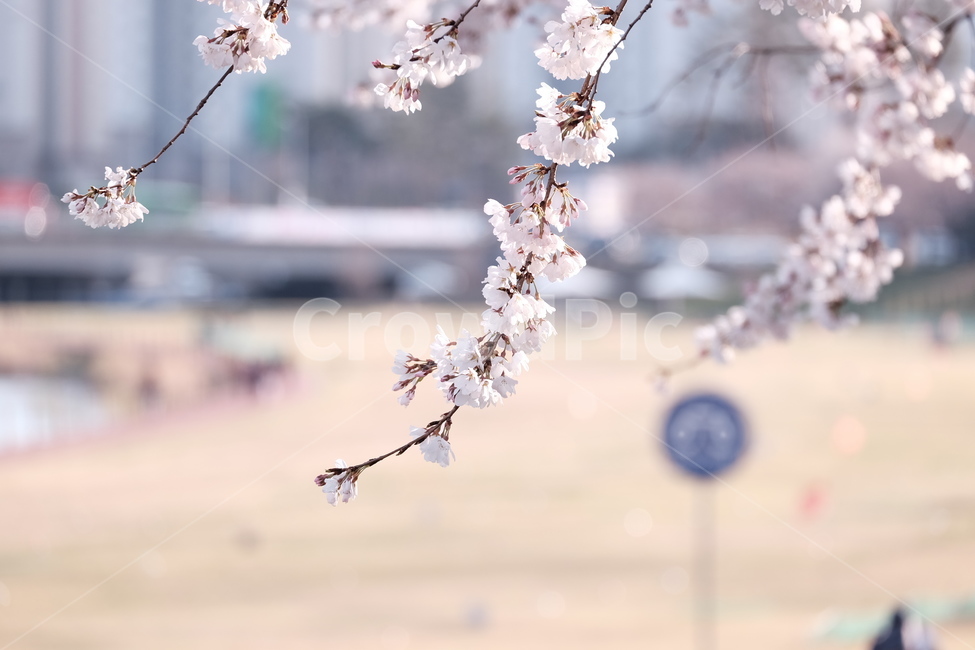 벚꽃,봄꽃,cherryblossom,분홍색꽃,하늘,꽃과하늘,봄하늘,봄,계절,spring,season,식물,자연,plants,nature,꽃,flower,plant,blossom