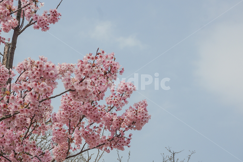 벚꽃,식물,꽃,나무,봄꽃,flower,봄,계절,spring,season,식물,자연,plants,nature,꽃,flower,plant,blossom,cherry blossom