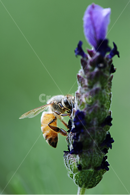 꿀벌,식물,접사,꽃,곤충,곤충,벌레,insect,bug