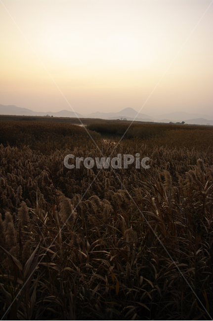 순천만,노을,풍경,하늘,갈대밭,갈대,식물,plant,가을,계절,fall,autumn,season,자연,풍경,nature,landscape,grass,잔디,food,음식,vegetable,야채,grain,곡물