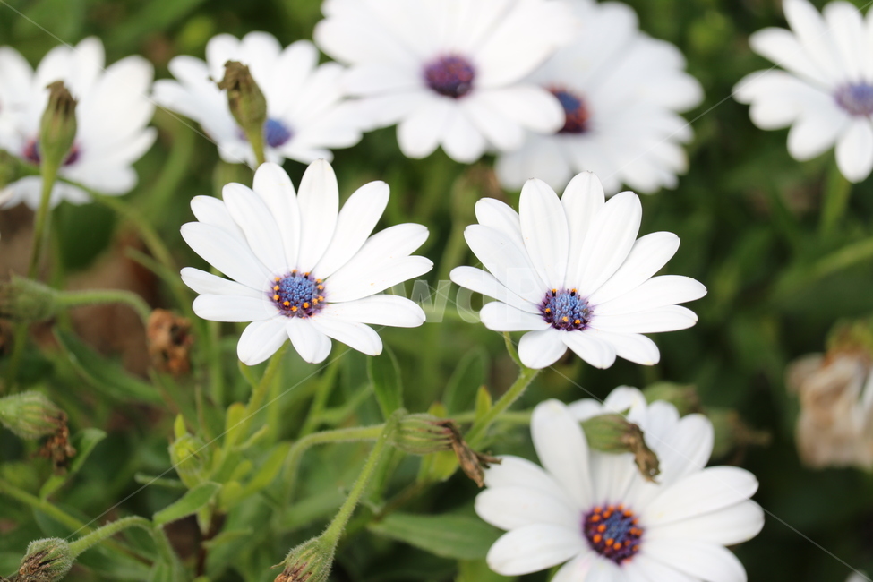 꽃,봄,여름,수목원,자연,봄,계절,spring,season,식물,자연,plants,nature,꽃,flower,plant,blossom,daisy,데이지,daisies