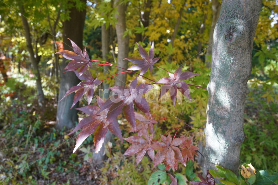 단풍나무,maple,단풍,leaf,잎,plant,식물,tree,나무,가을,계절,fall,autumn,season,식물,자연,plants,nature,나무,trees,wood