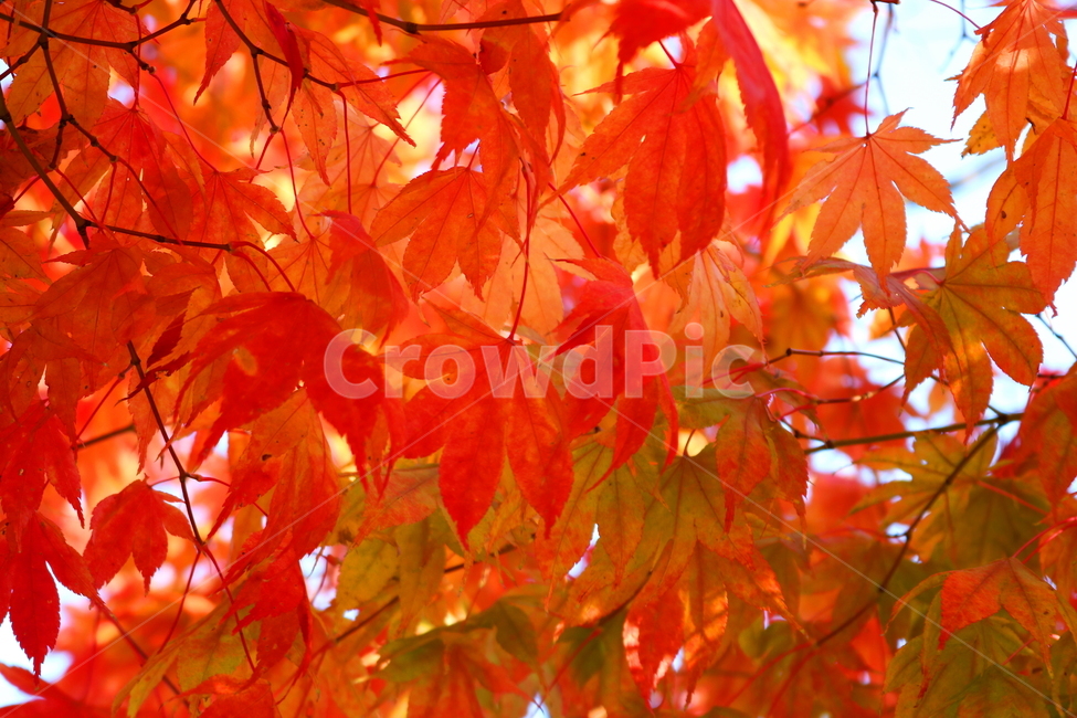 단풍,단풍나무,나무,가을,자연,가을,계절,fall,autumn,season,식물,자연,plants,nature,leaf,잎,plant,tree,maple