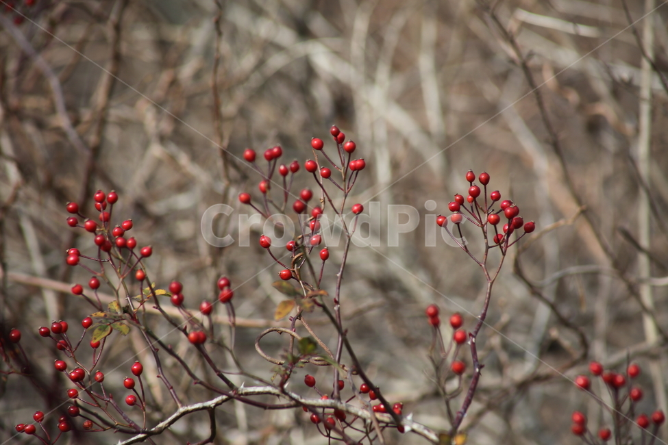 찔레,열매,식물,종자,multiflorarose,식물,자연,plants,nature,과일,열매,fruit