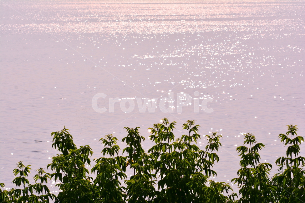 감성,노을,석양,들풀,sunset,riverside,강변,강물,물,water,햇빛,반사,feeling,emotion,sensible,landscape,야외,풍경,식물,물결,wave,웨이브,잔잔한,연보라색,purple,plant,나무,나뭇잎,빛망울,해그림자,식물,자연,plants,nature,휴식,힐링,rest,relaxation,healing