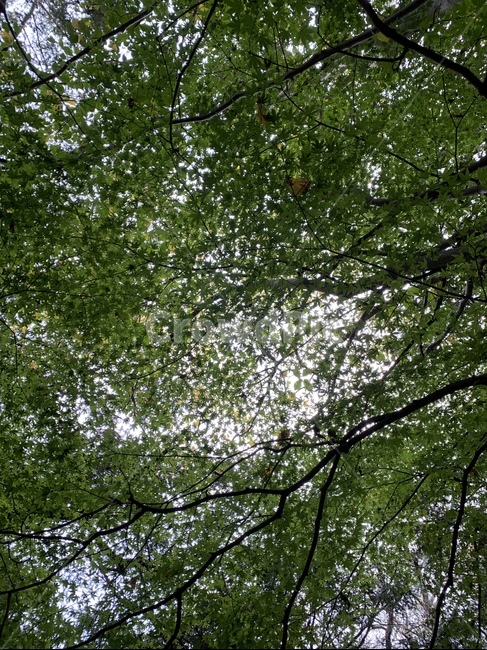 tree,나무,plant,식물,treetrunk,나무줄기,자연,하늘,숲,식물,자연,plants,nature