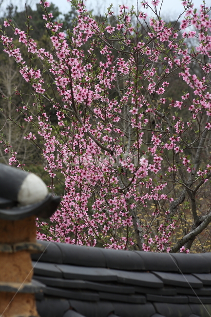 복사꽃,복사나무,복숭아나무,봄,peach,식물,자연,plants,nature,꽃,flower