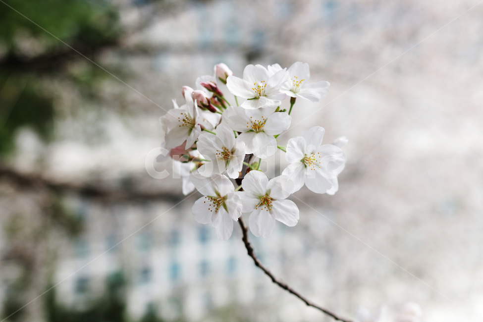 봄,꽃,벚꽃,풍경,3월,봄,계절,spring,season,식물,자연,plants,nature,꽃,flower,plant,blossom
