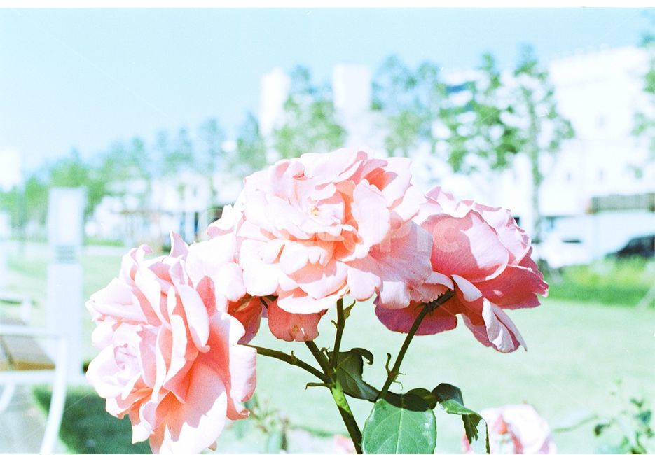 감성사진,필름카메라,풍경,식물,필름,꽃,식물,자연,plants,nature,꽃,flower