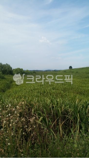 풀, 풀숲, 자연, 풀밭, 환경, 사진,이미지,일러스트,캘리그라피 - dotorimook작가