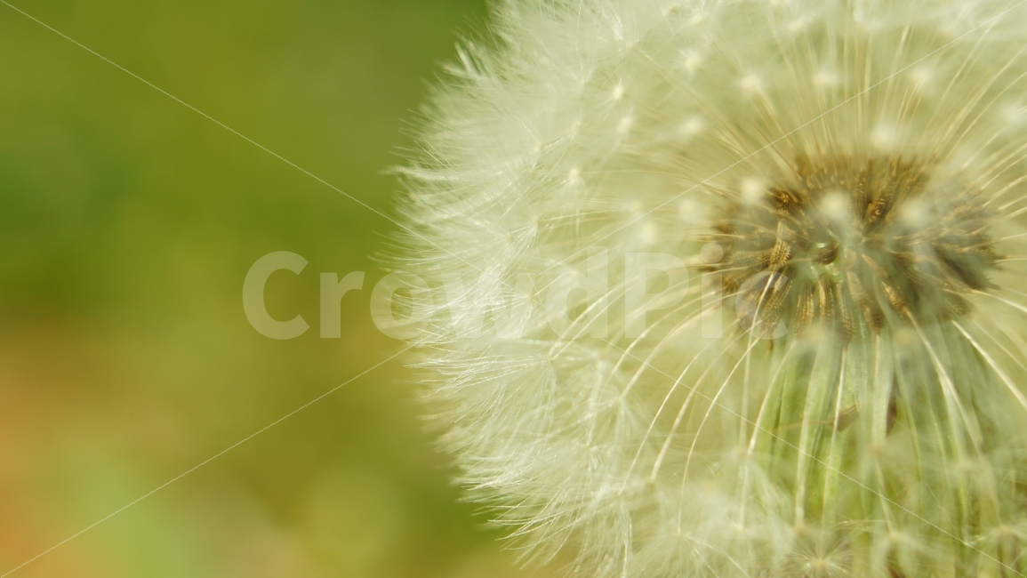 민들레,정밀함,접사,꽃,씨앗,씨,풀잎,배경,flower,macro,식물,자연,plants,nature,꽃,flower