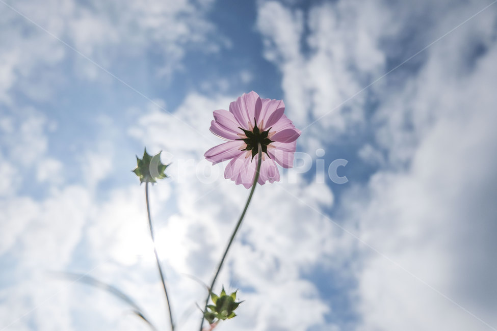 꽃,코스모스,가을,계절,autumn,하늘,구름,접사,근접촬영,closeup,sky,bluesky,season,nature,plant