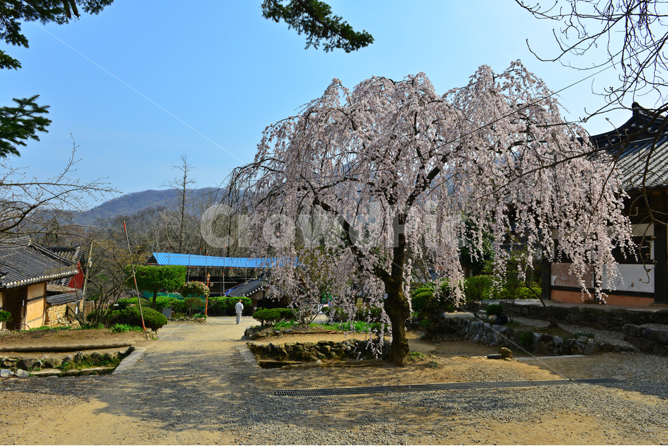 human,인간,person,사람,nature,자연,outdoors,옥외,road,도로,tree,나무,plant,식물,gravel,자갈,dirtroad,흙길,경치,경관,벚꽃,벚나무,승주,선암사,처진올벚나무,선암사처진올벚나무,봄,계절,유적지,문화재