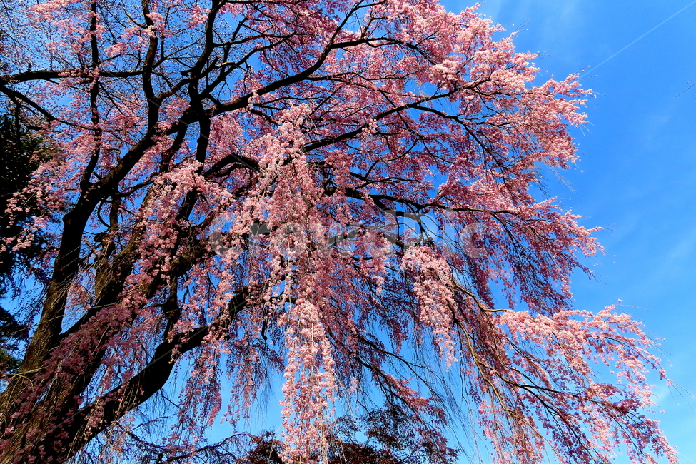 꽃,plant,식물,tree,나무,식물,자연,plants,nature,꽃,flower