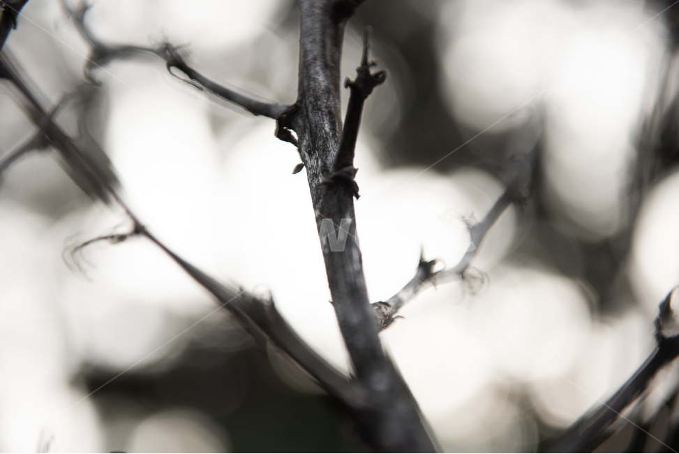 rough,hazy,winter,blur,dim,cold,branch,blurry,Stiff,firewood,twig,wood,hard,lonely,faint,lonesome,nature,tree,dry,barren,thin,background,sterile