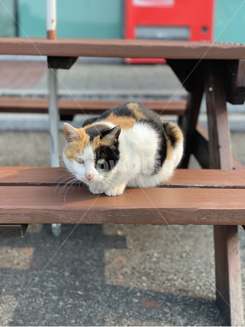 고양이,삼색이,동물,길고양이,야옹이,동물,animal,포유류,mammal,고양이,cat,kitten,kitty