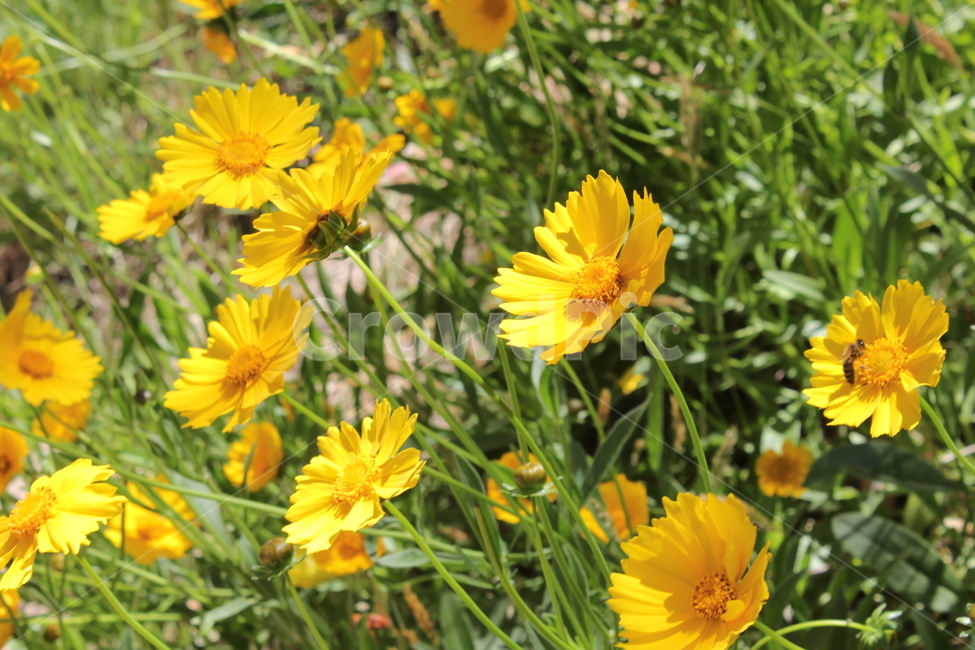 꽃,flower,식물,봄,생기,노란,노랑색,초록색,풀,식물,자연,plants,nature,꽃,flower