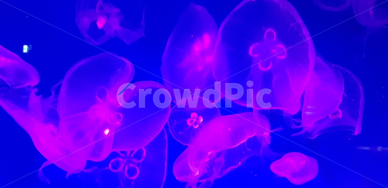 아쿠아리움,해파리,수족관,jellyfish,aquarium,파랑,blue,보라,violet