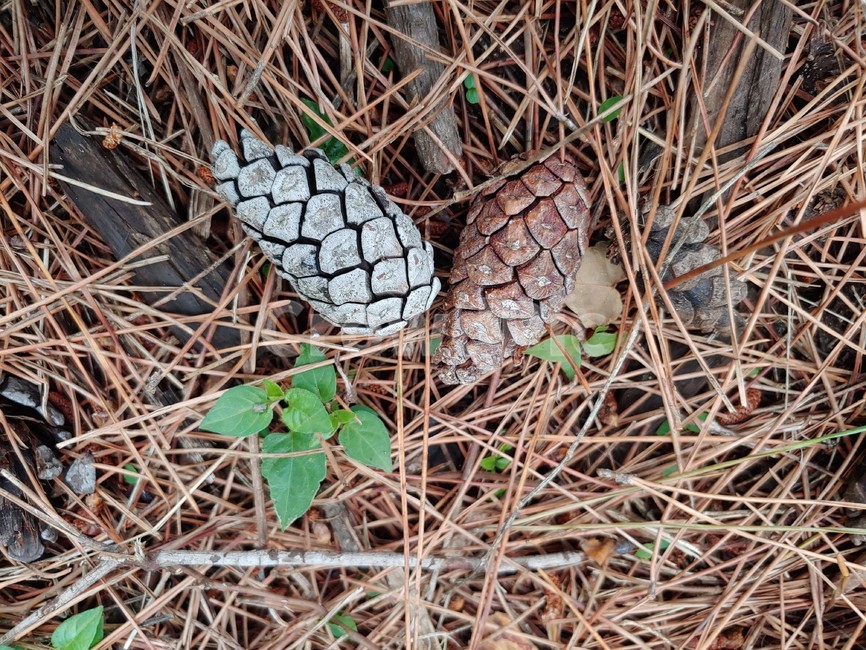 솔방울,솔밭,솔가지,소나무,숲,green,woods,plant,식물,자연,nature,환경,environment,신선한,fresh,trees,leaf,leaves,pine,cone