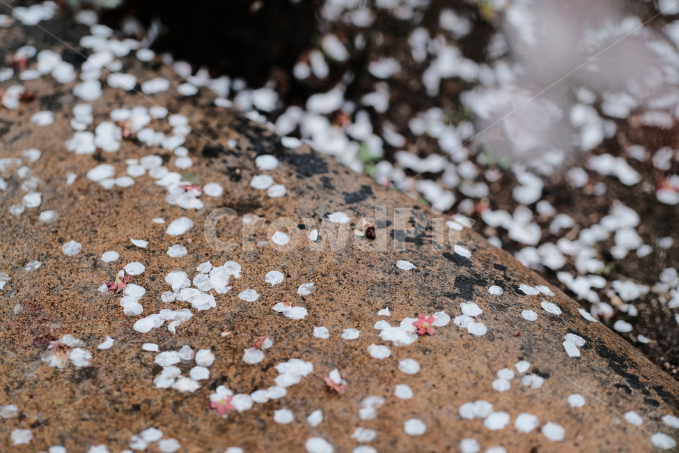 봄,꽃,벚꽃,spring,flower,봄꽃,rainyday,식물,plant,봄,계절,spring,season,ground,바닥