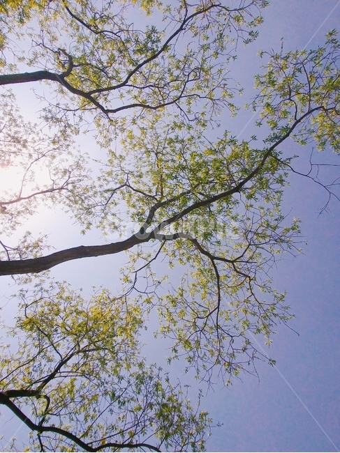 plant,식물,나무,tree,나무줄기,treetrunk,봄,spring,식물,자연,plants,nature,나무,trees,wood