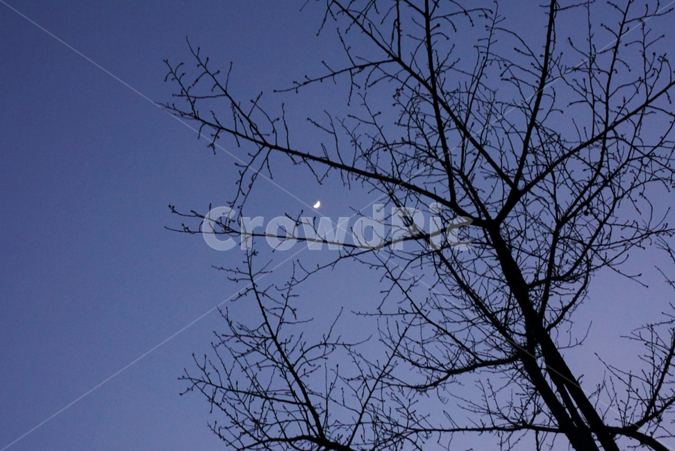 나무,저녁,밤,달,어둠,자연,초승달,그림자,야경,밤,풍경,nightscape,night,landscape,silhouette,실루엣,nature
