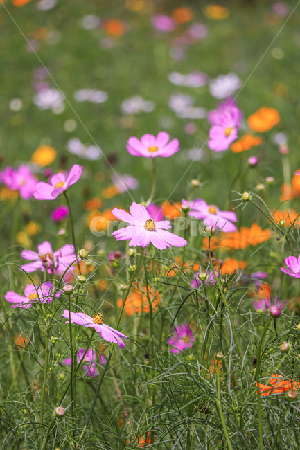 식물,꽃,코스모스,가을,field,nature,식물,자연,plants,nature,꽃,flower