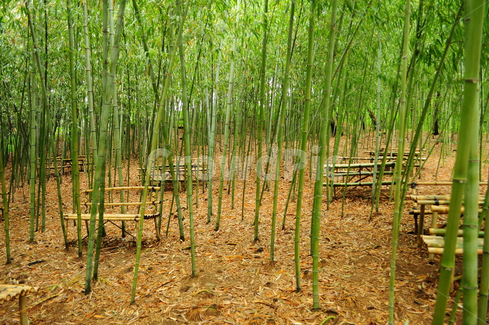 대나무,벤치,대나무숲,의자,숲속,자연,풍경,nature,landscape,plant,식물