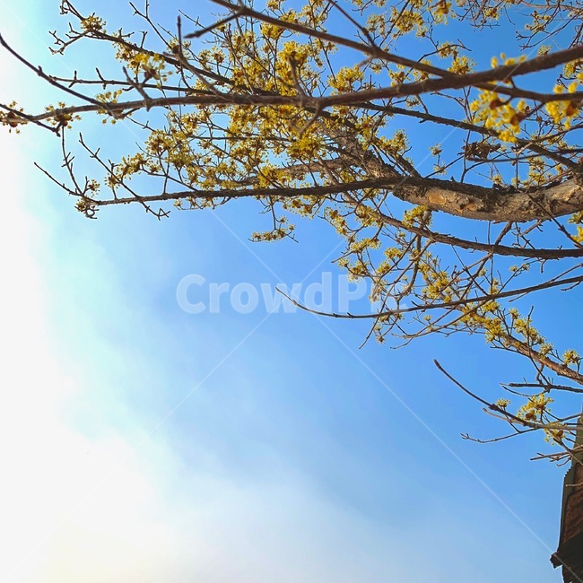 산수유,노란색,하늘,봄,봄꽃,봄,계절,spring,season,식물,자연,plants,nature,꽃,flower,tree,나무,plant